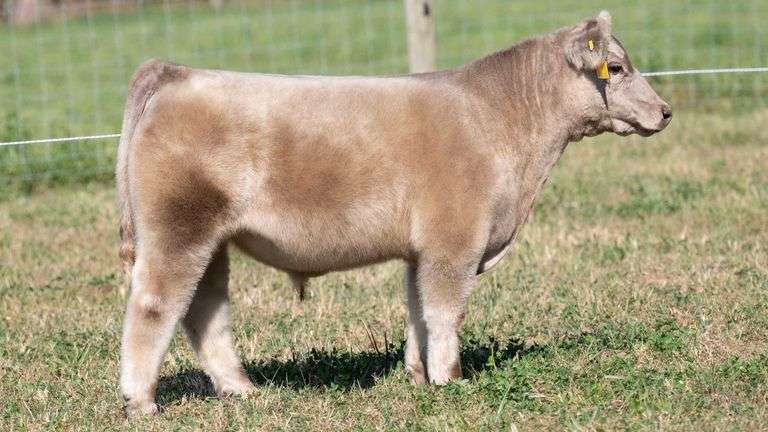 TAG 33 STEER