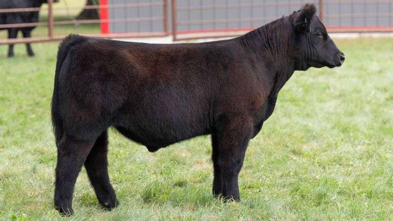 TAG 319 STEER