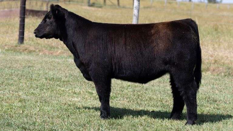 TAG 454 HEIFER