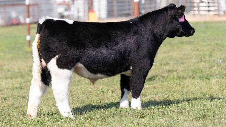 TAG 8 STEER