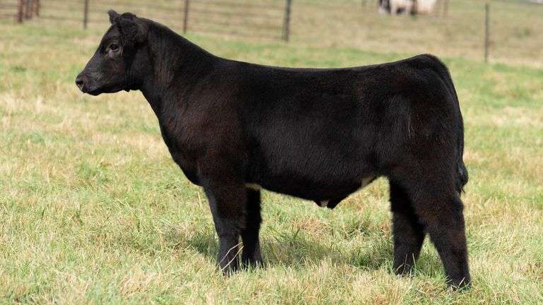 TAG 37 STEER