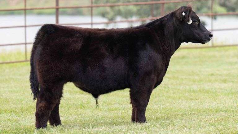 TAG 23 STEER
