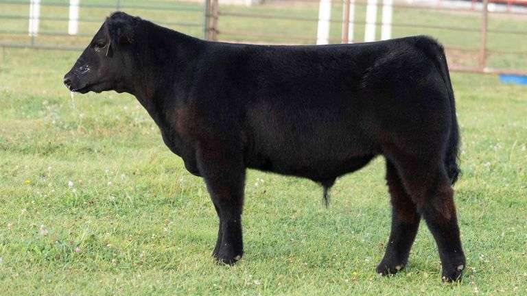TAG 33 STEER
