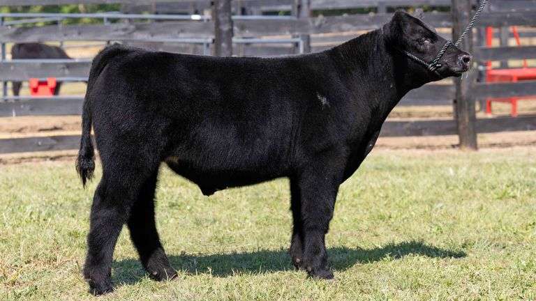 TAG 7 STEER