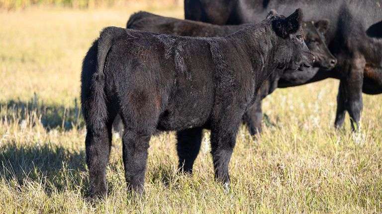 TAG 86 STEER