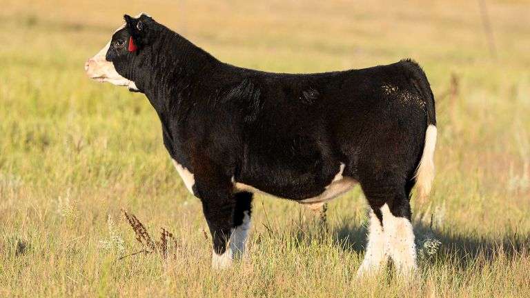 LOT 60  STEER