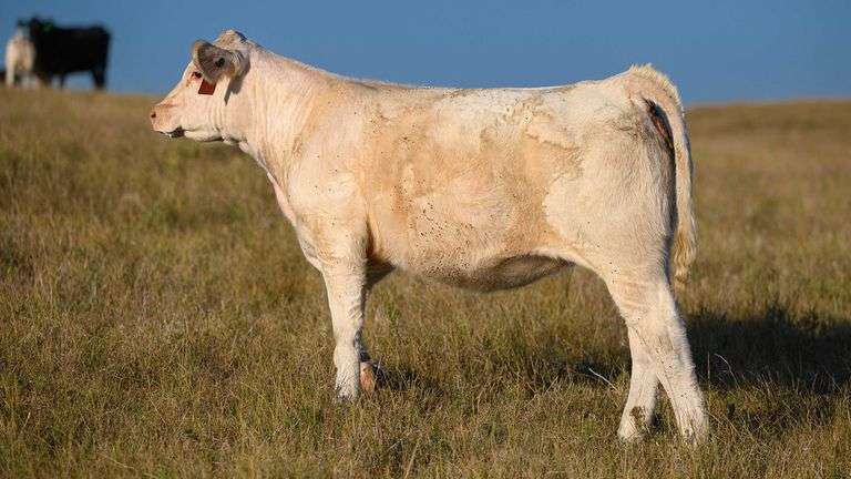 LOT 17 HEIFER