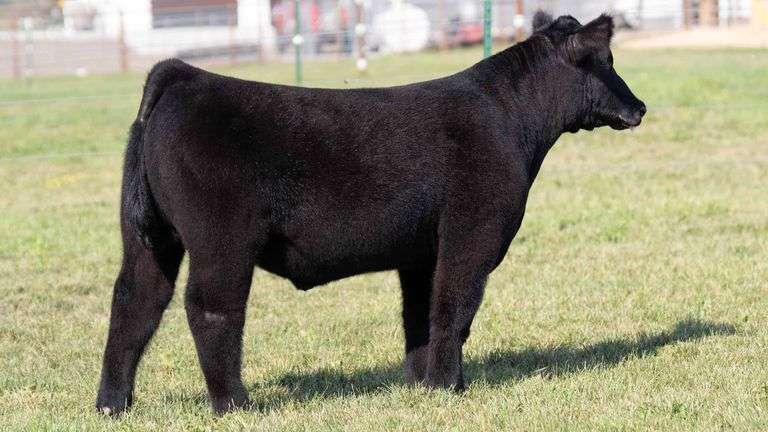 TAG 65 STEER