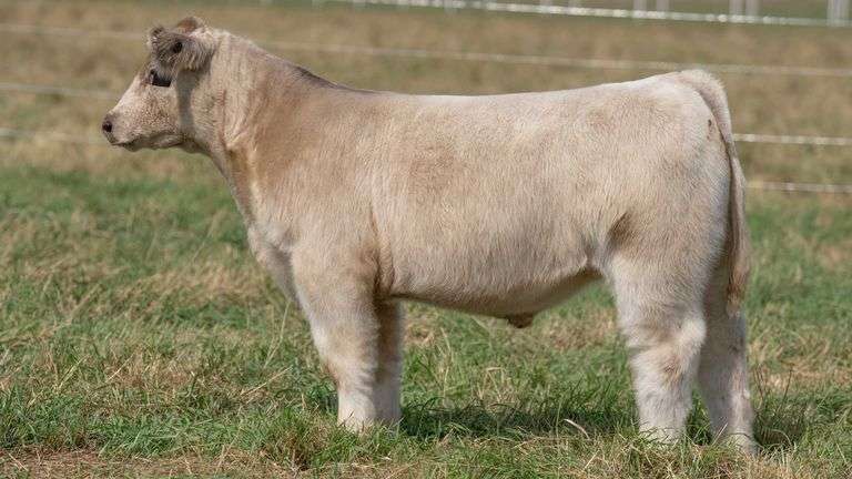 TAG 36 STEER