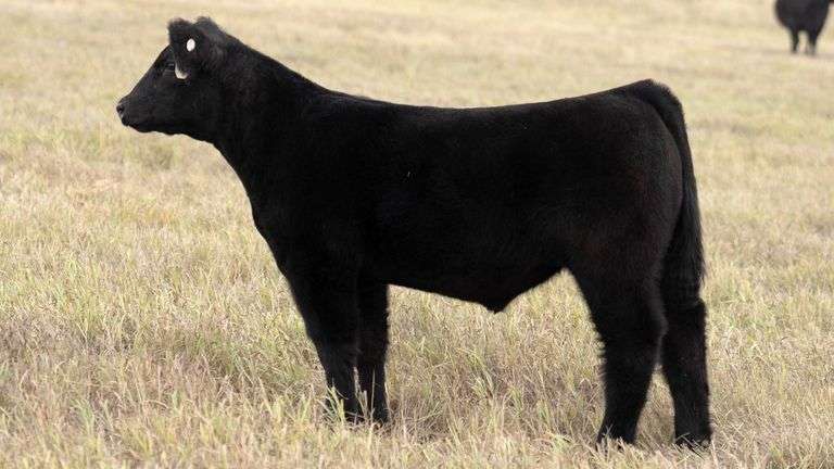 TAG 47 STEER