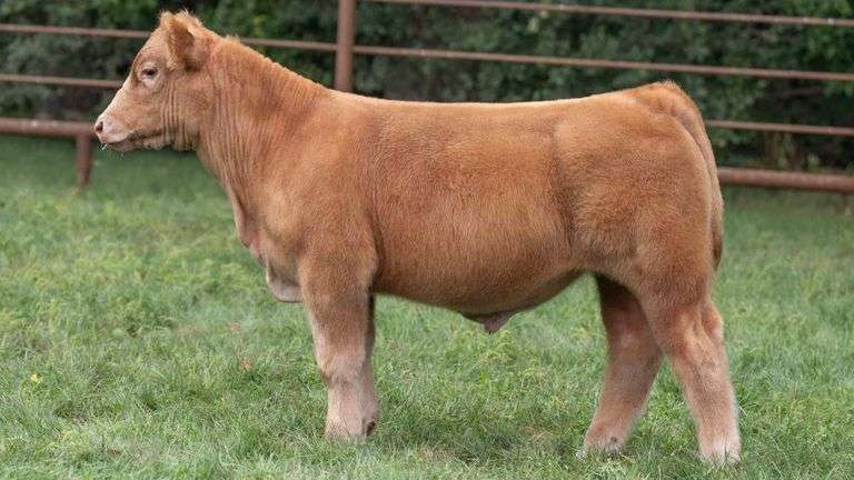 TAG 034 STEER