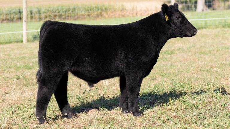 TAG 32 STEER