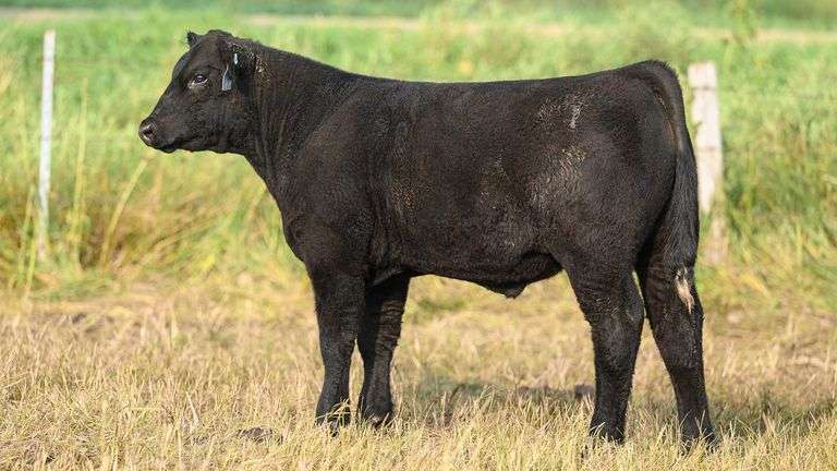TAG 81 STEER