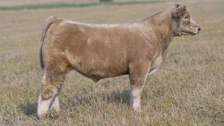 TAG 55 STEER