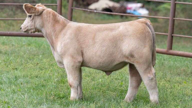 TAG 913 STEER