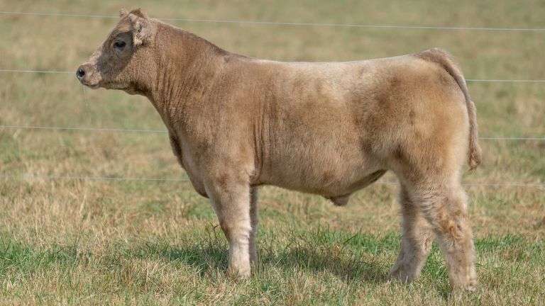 TAG 24 STEER