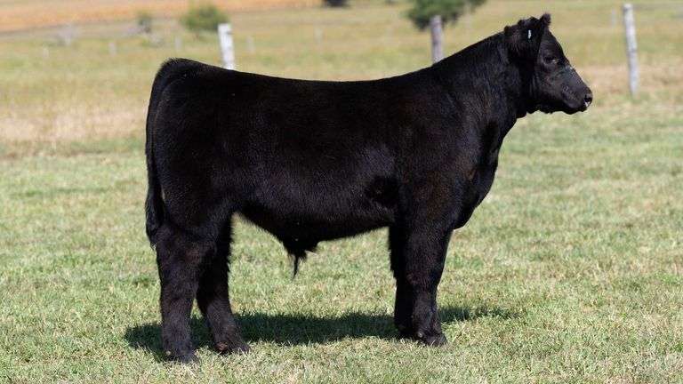 TAG 298 STEER
