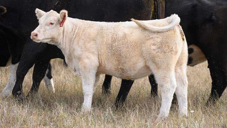 LOT 45 HEIFER