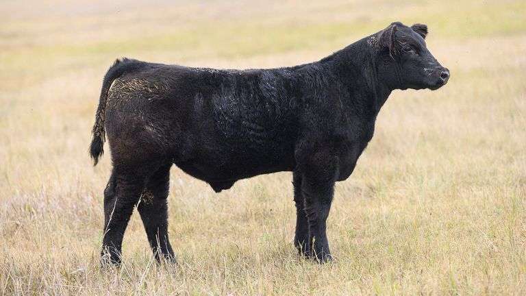 LOT 54  STEER