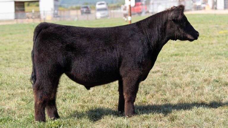 TAG 26 STEER
