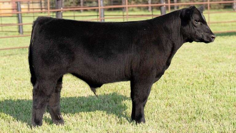 TAG 228 STEER
