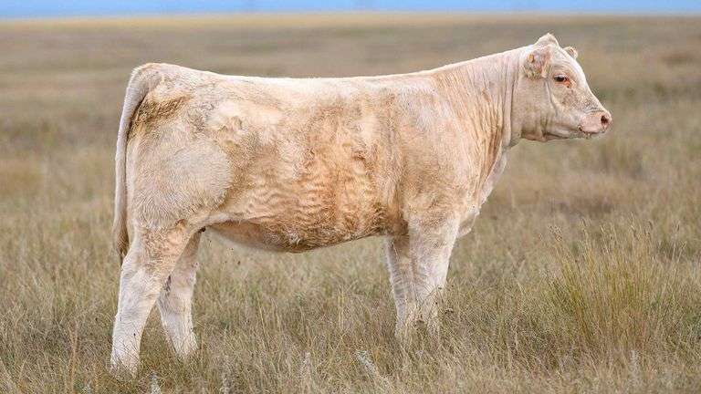 LOT 26 HEIFER
