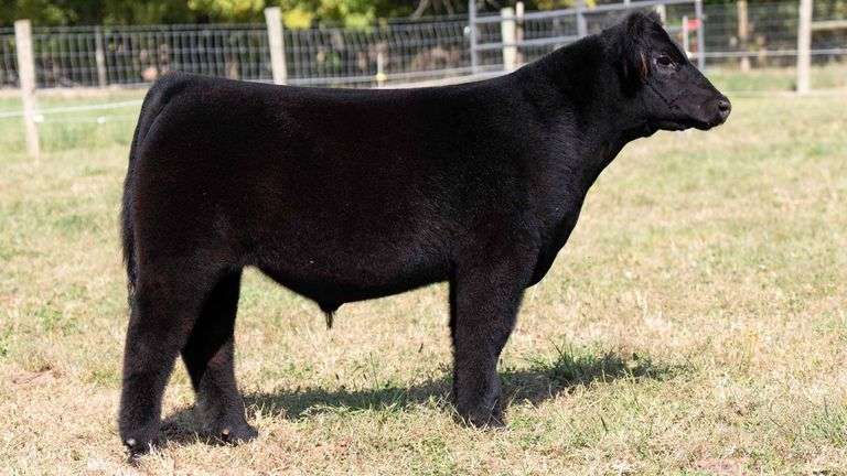 TAG 3 STEER