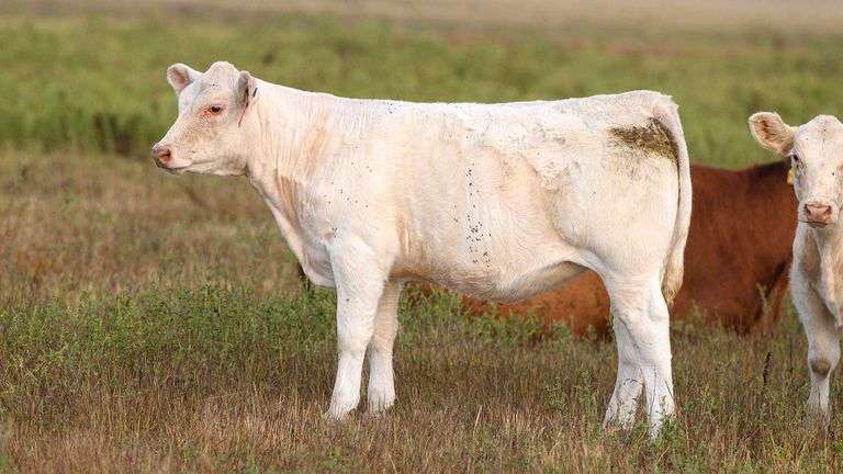 LOT 12 HEIFER