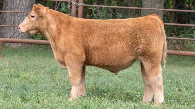 TAG 543 STEER