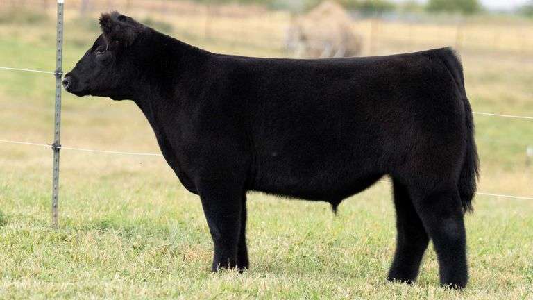 TAG 8 STEER