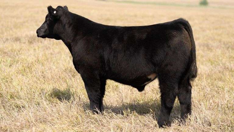 TAG 56 STEER