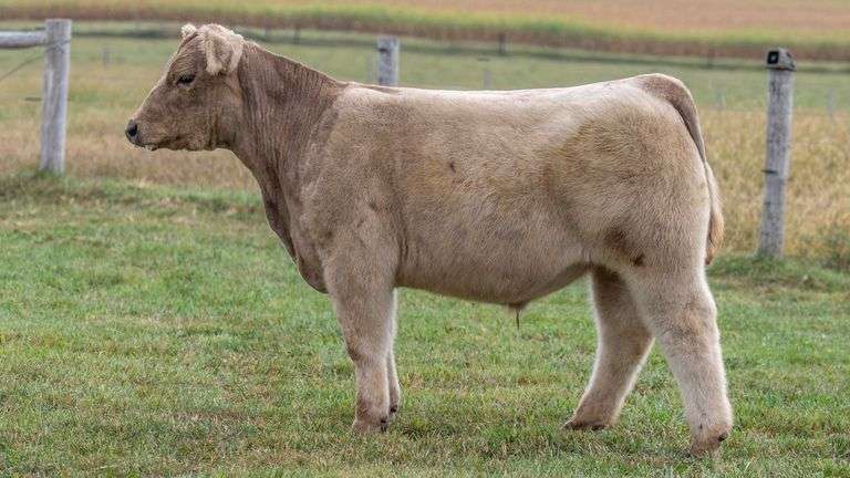 TAG 544 STEER