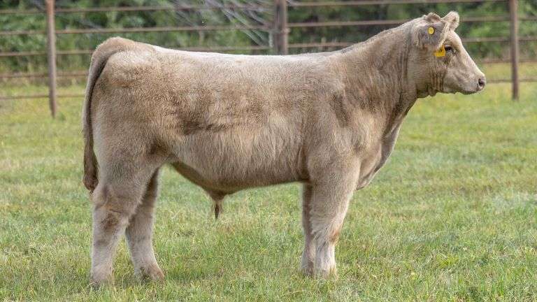 TAG 228 STEER