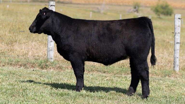 TAG 790 HEIFER