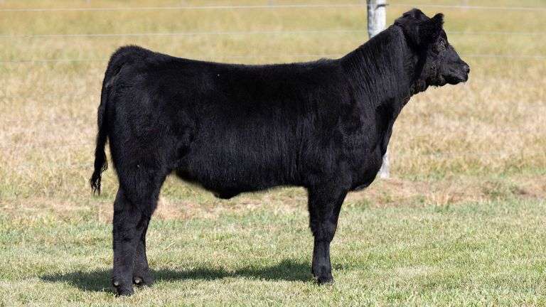TAG 768 HEIFER