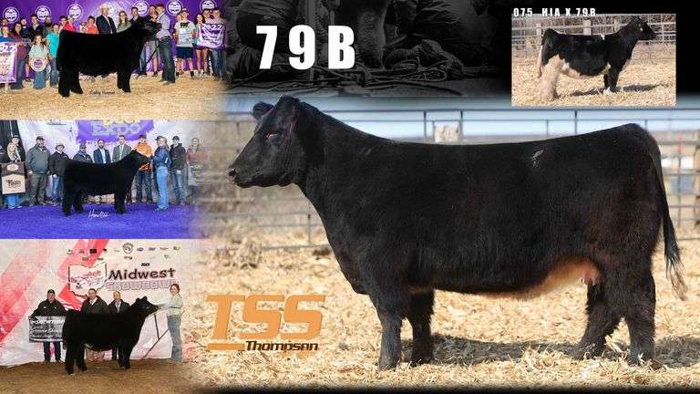 TAG 56 STEER