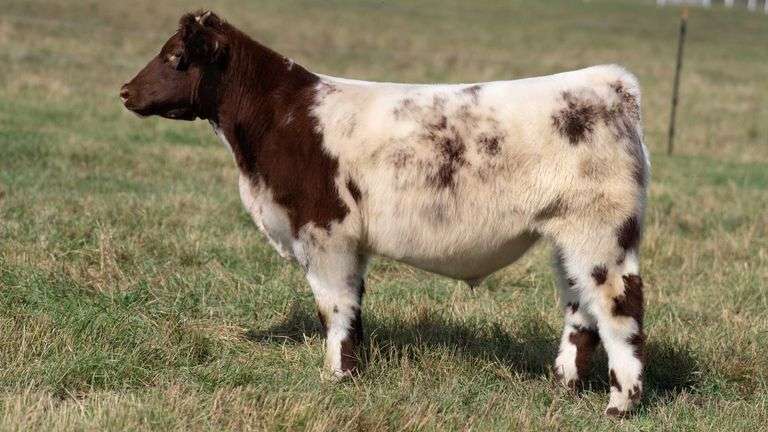 TAG 32 STEER