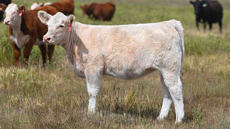 LOT 28 HEIFER
