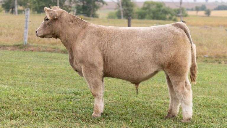 TAG 922 STEER