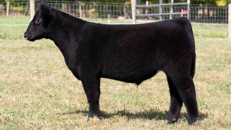 TAG 1 STEER