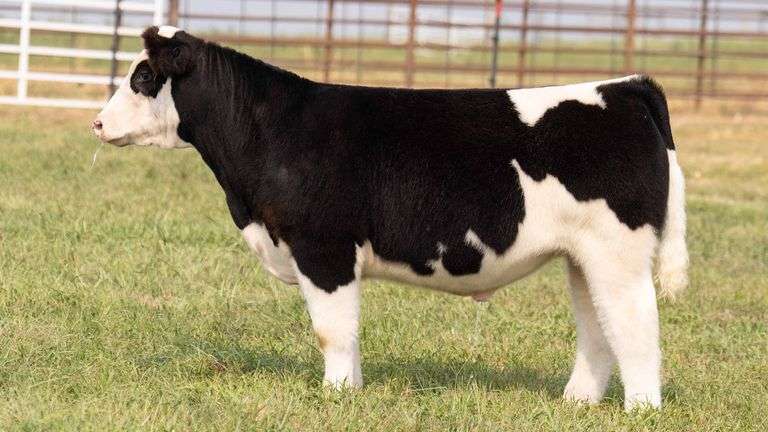 TAG 18 STEER