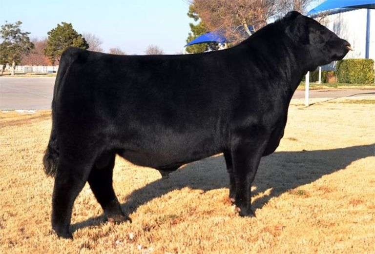 EXAR BLUE CHIP SEMEN