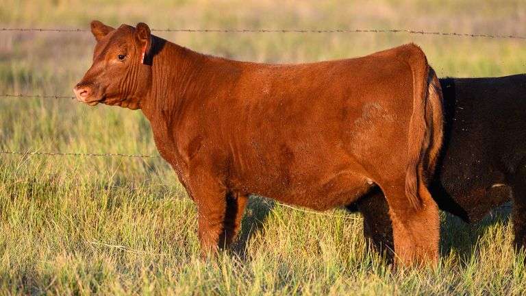 LOT 35 HEIFER