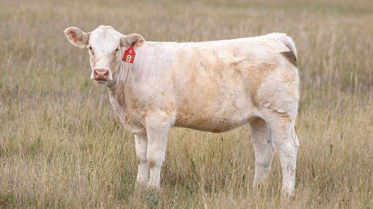 LOT 8 HEIFER