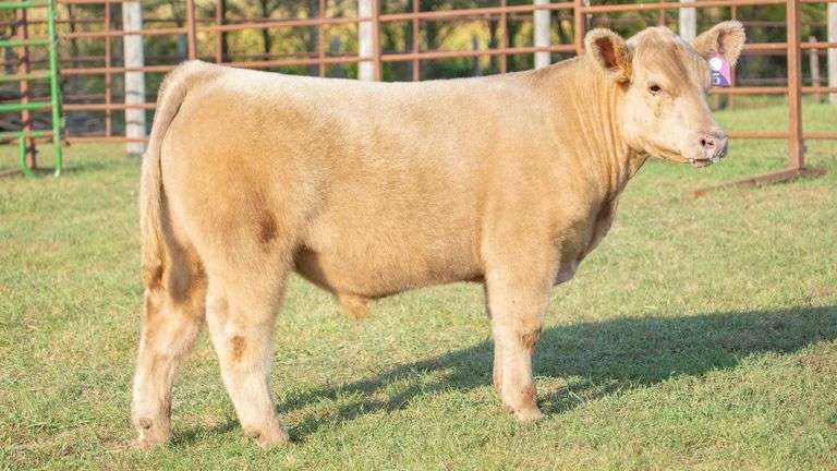 TAG 5 STEER
