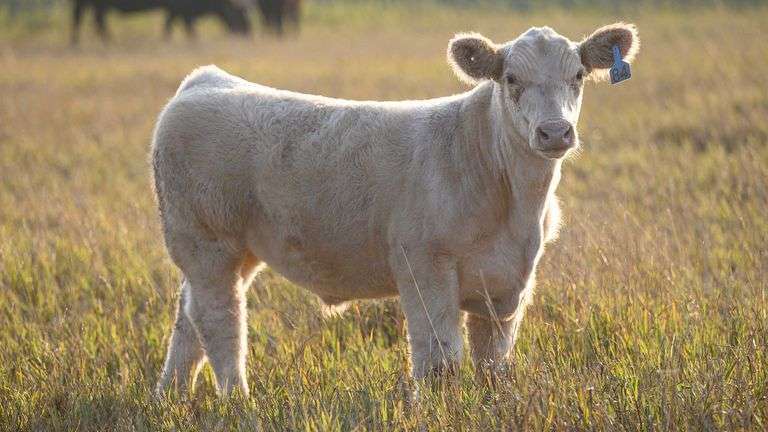 TAG 84 STEER