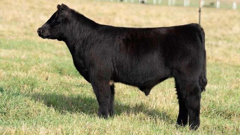 TAG 27 STEER