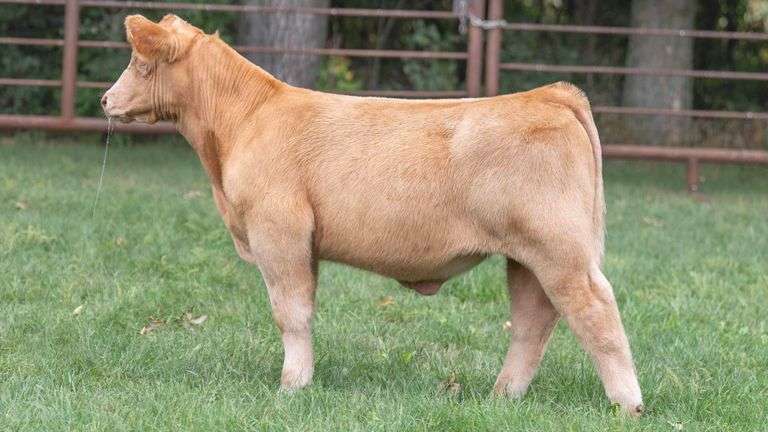 TAG 1701 STEER
