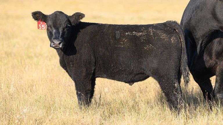 LOT 55  STEER