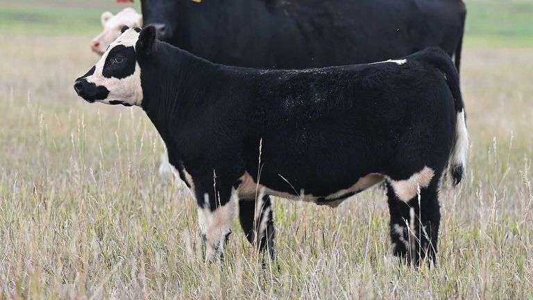 LOT 50  STEER